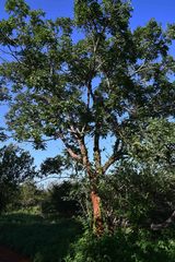 Xeroderris stuhlmannii