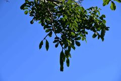 Xeroderris stuhlmannii