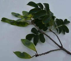 Xeroderris stuhlmannii