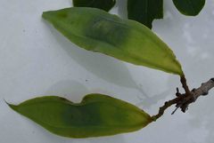 Xeroderris stuhlmannii