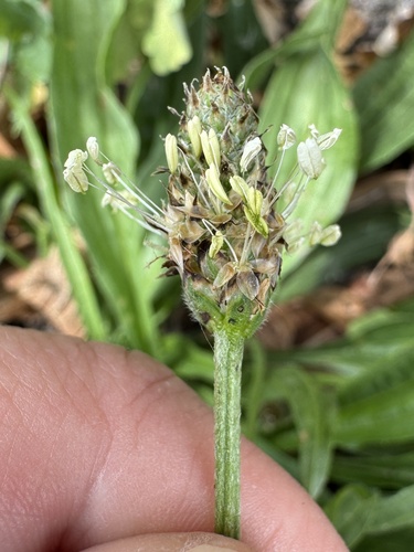 ribwort plantain