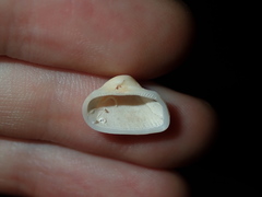 Striarca pisolina