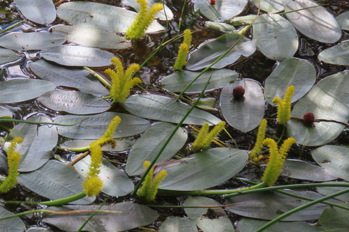 Desert Waterblommetjie