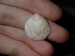 Acrosterigma kerslakae