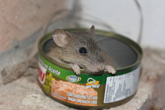 Oryzomys couesi aquaticus