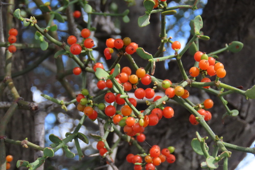 Redberry Mistletoe