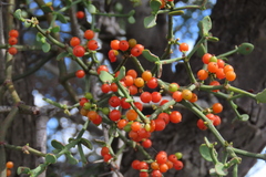 Viscum rotundifolium, photograph author not stated, no rights reserved
