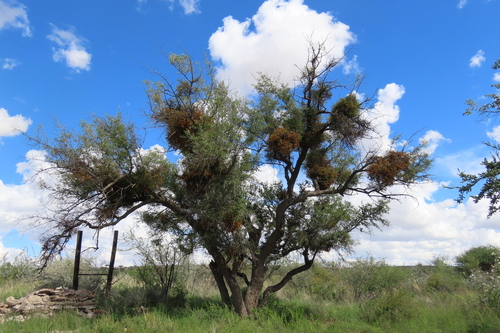 buffalo-thorn