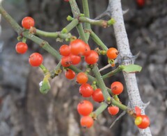Viscum rotundifolium, photograph author not stated, no rights reserved