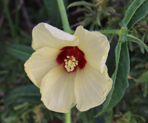 Hibiscus palmatus