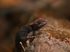 Draconinae