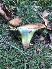 Xerocomellus ripariellus