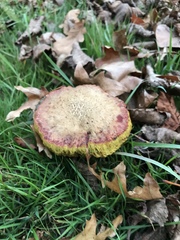 Xerocomellus ripariellus