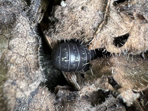 Common Pill Woodlouse