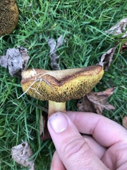Xerocomellus ripariellus