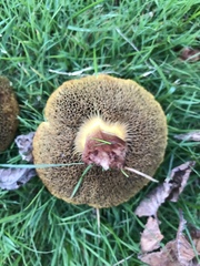 Xerocomellus ripariellus