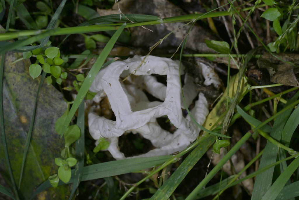 Ileodictyon cibarium · April 2026 · photo: © christopherstephens (iNaturalist, cc-by)