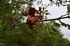 Ptaeroxylon obliquum