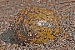 Pisolithus marmoratus