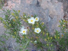Cistus clusii