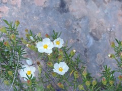 Cistus clusii