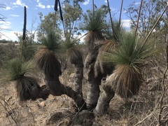 Xanthorrhoea quadrangulata