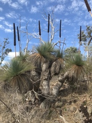 Xanthorrhoea quadrangulata
