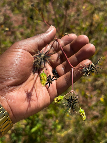 Hairy Beggarticks