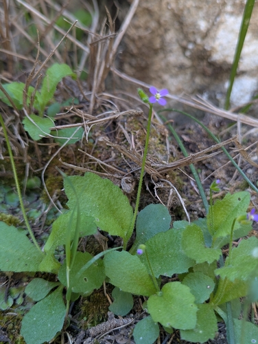 Arabis verna, photograph 6