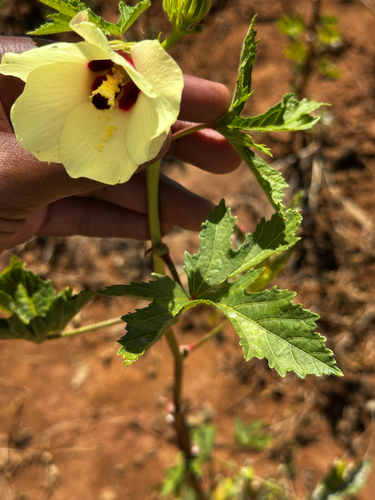 Okra
