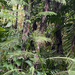 Acacia pennata
