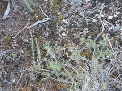 Thymus lacaitae
