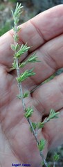Thymus lacaitae