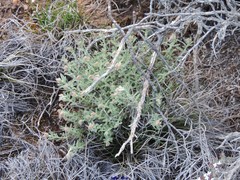 Helianthemum asperum