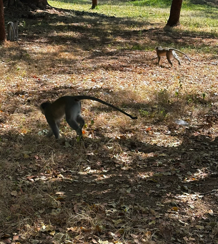Vervet Monkey