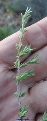Thymus lacaitae
