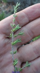Thymus lacaitae