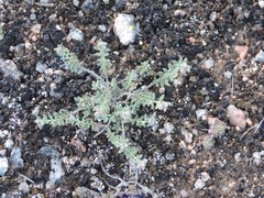 Helianthemum asperum