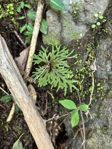 Selaginella tamariscina