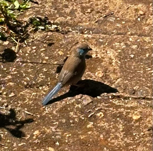 Southern Cordonbleu
