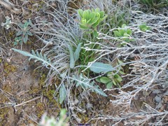 Leuzea conifera