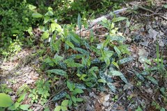 Tricyrtis affinis