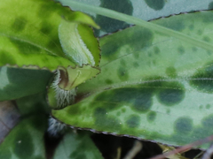 Tricyrtis affinis