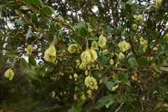 Pteleopsis myrtifolia