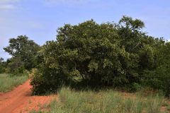 Pteleopsis myrtifolia