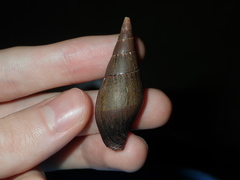 Isara carbonaria