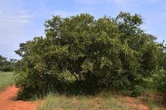 Pteleopsis myrtifolia