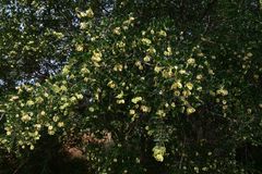 Pteleopsis myrtifolia