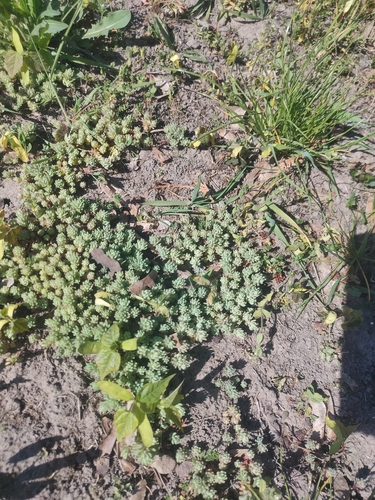 Turkish stonecrop