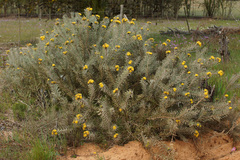 Leucospermum parile